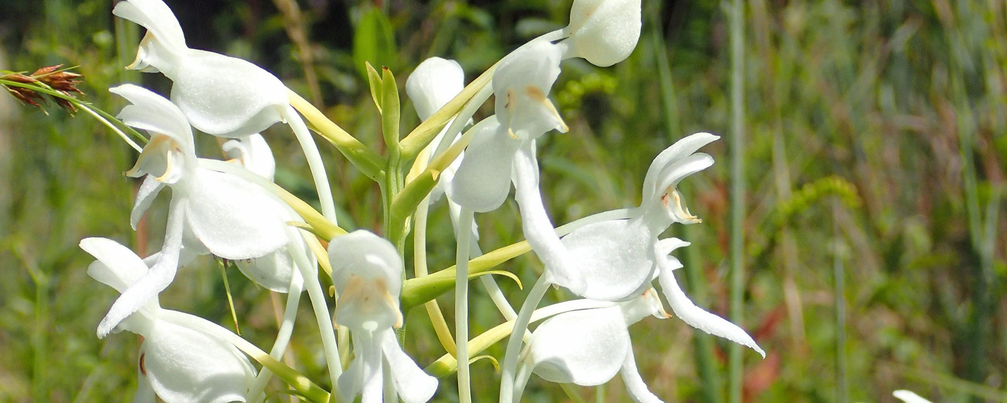 Rare Orchids