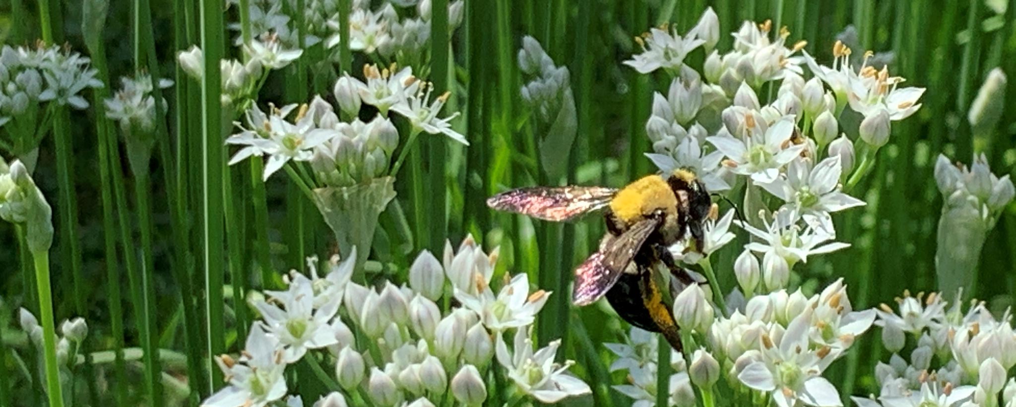 Bee on Garlic Chive blossoms