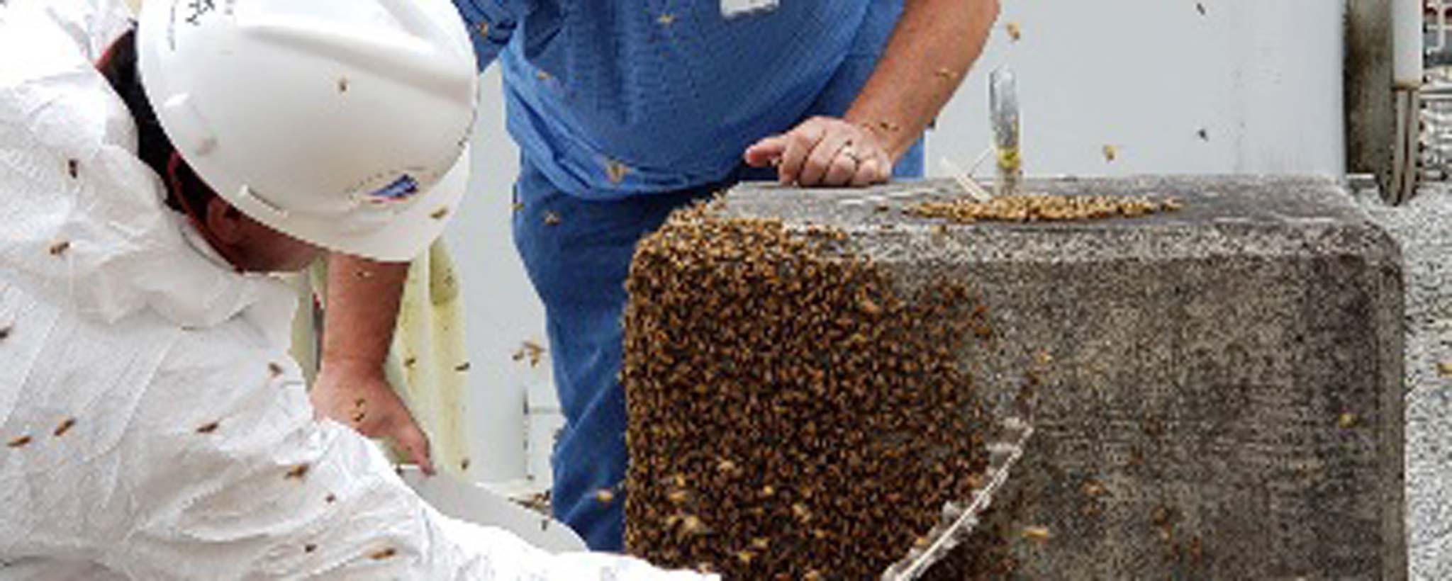Bee Keeper