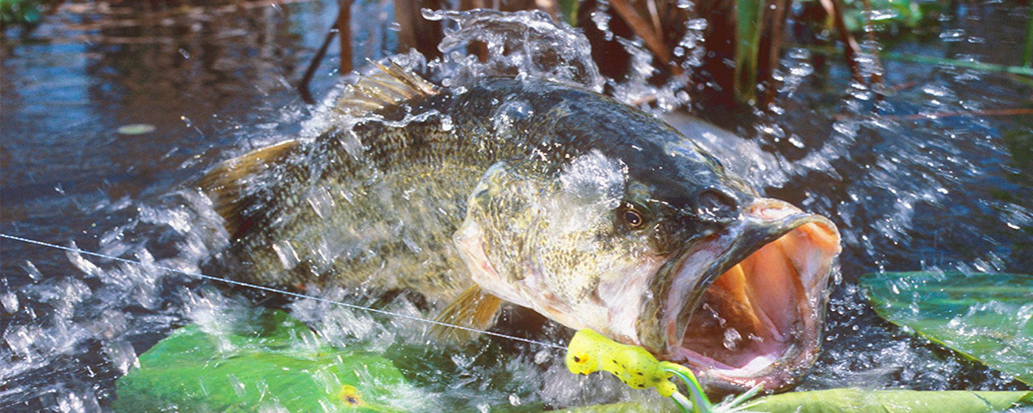 Big Bass