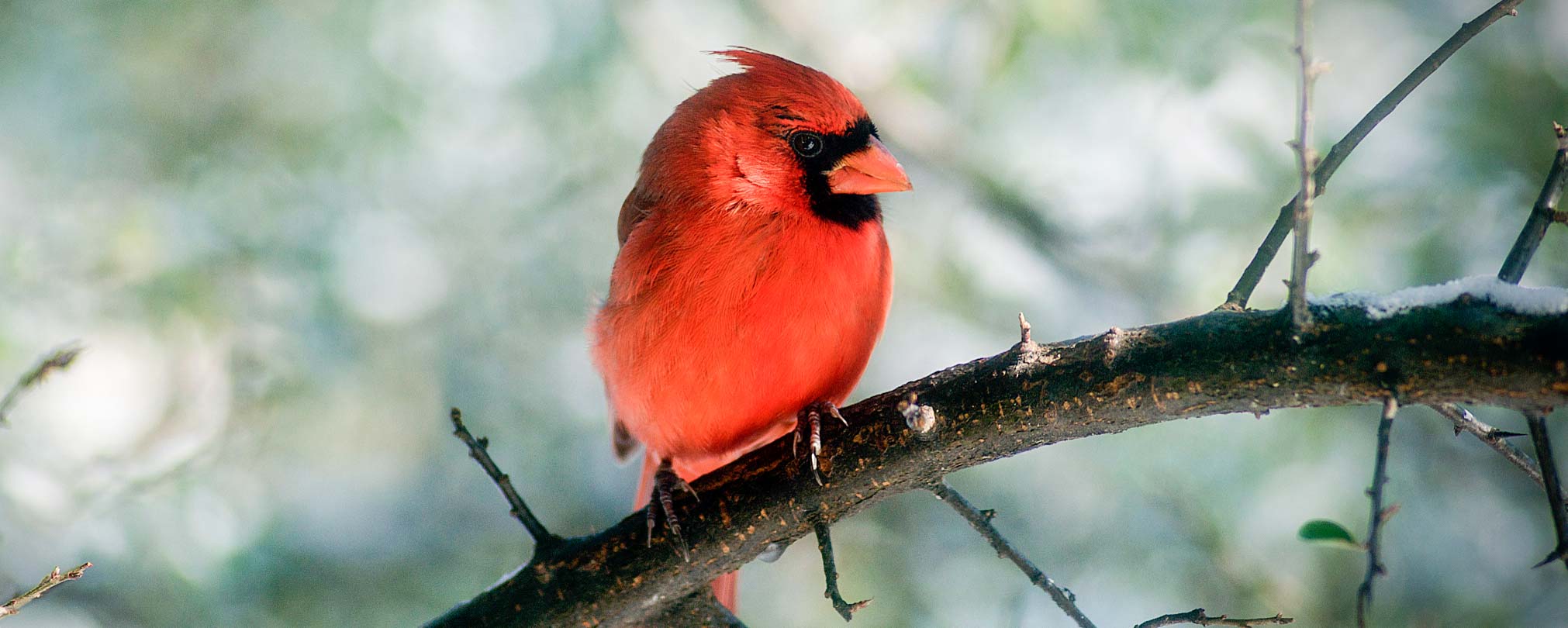 birds-hero-0265 Cardinal sitting on an icy branch in winter