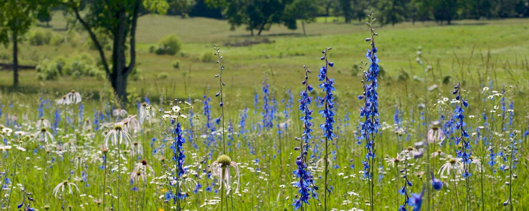 Blackland Prairie