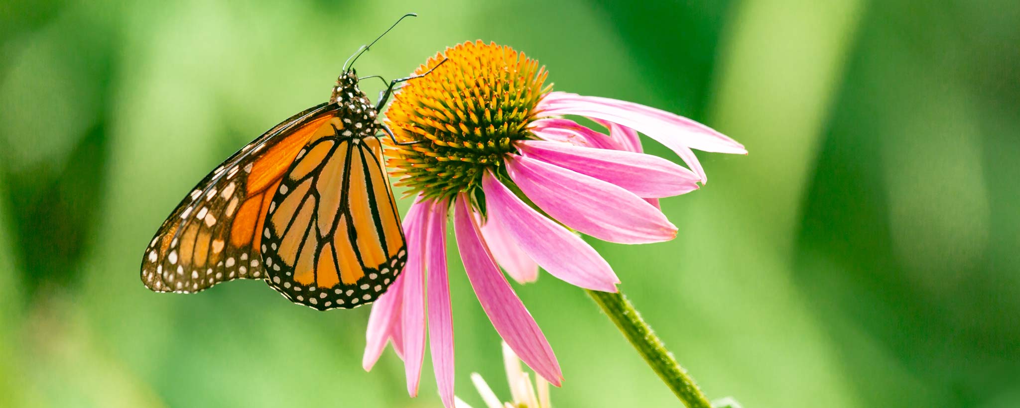Butterfly on a flower