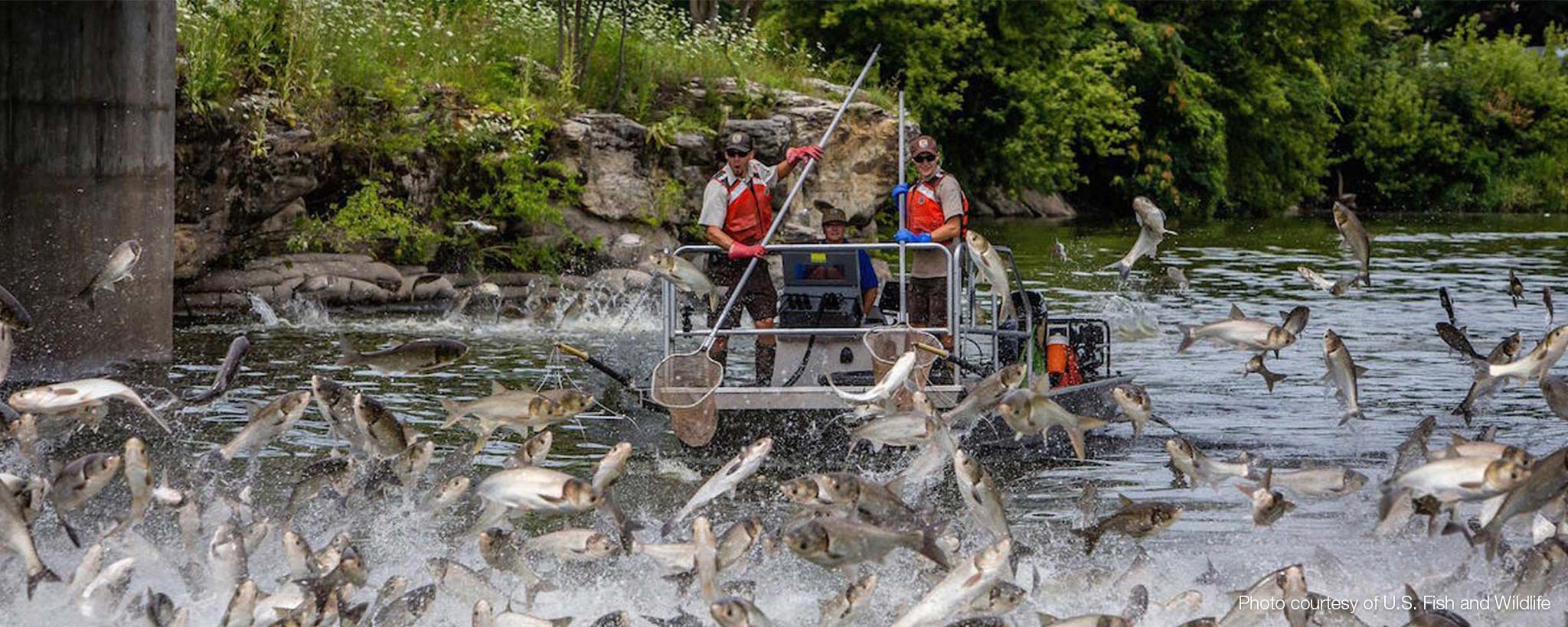 Silver Carp jumping in the Tennessee River