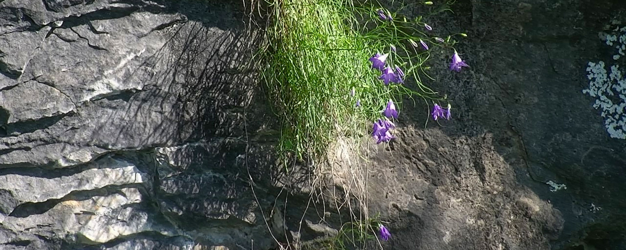 close-up-of-the-common-harebell-growing-on-the-bluff-cropped