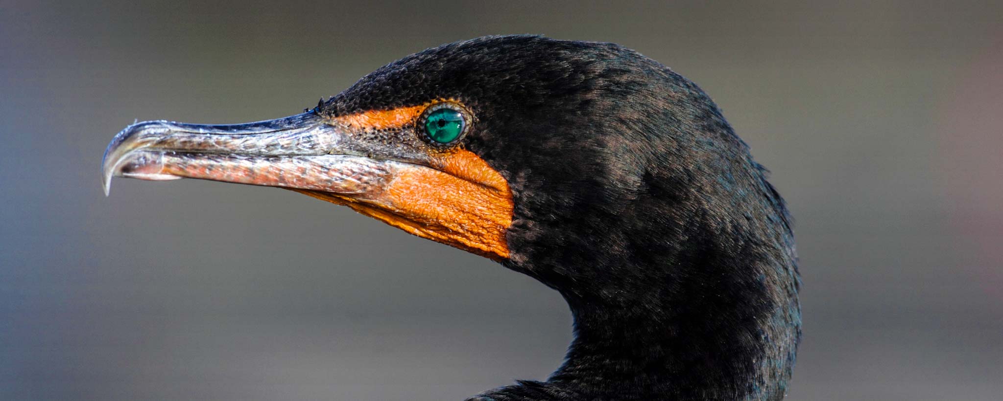 cormorant