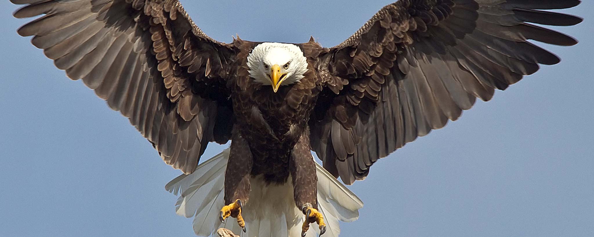 Bald eagle