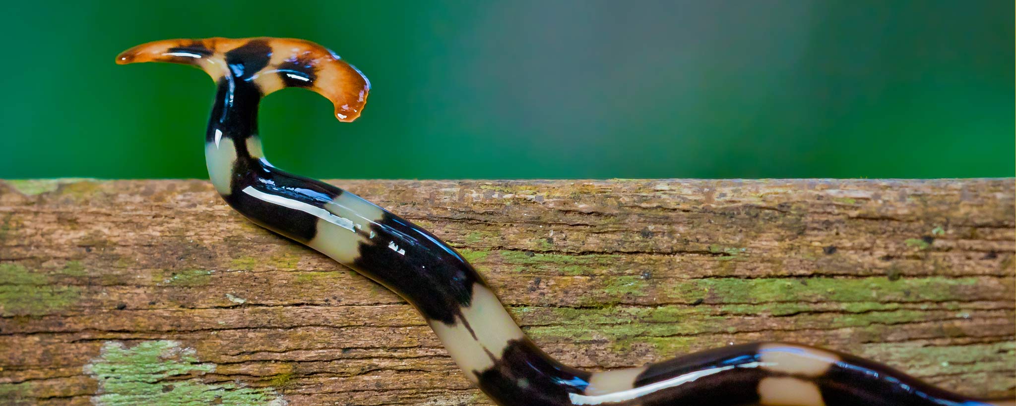 Hammerhead Worms
