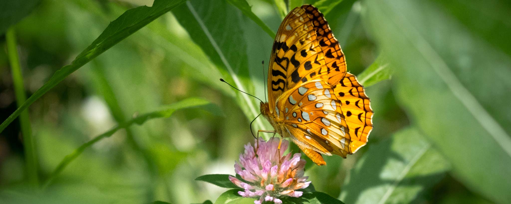 butterfly