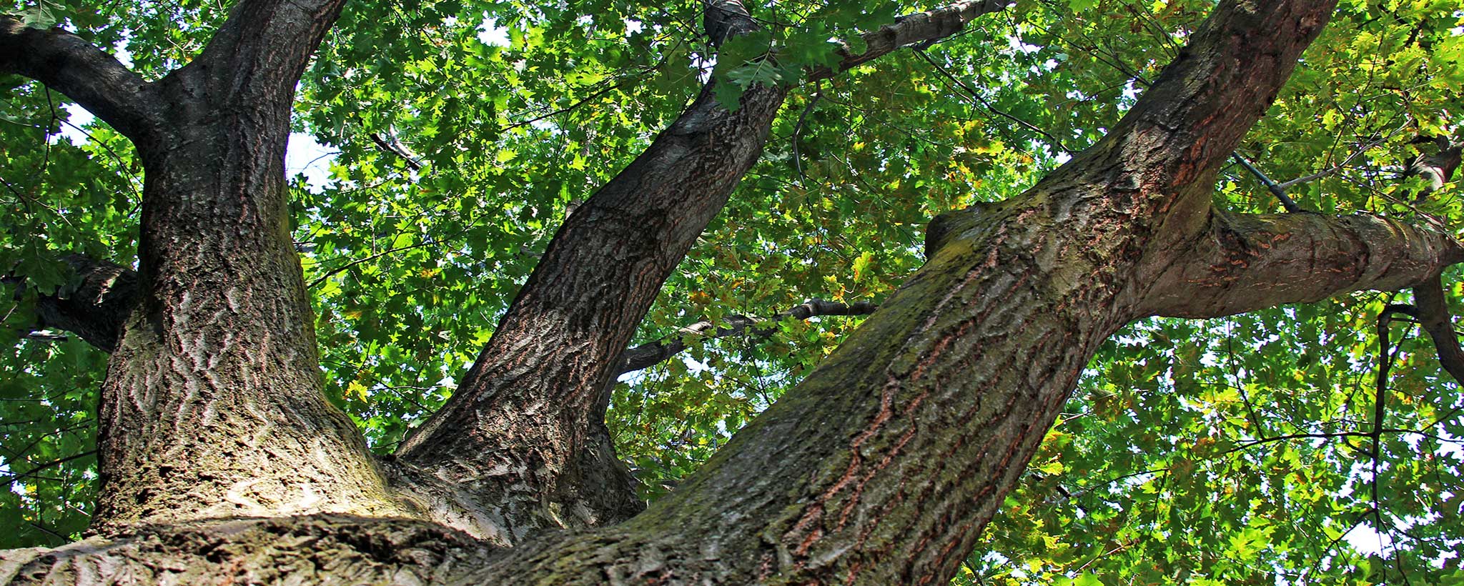 Red oak tree