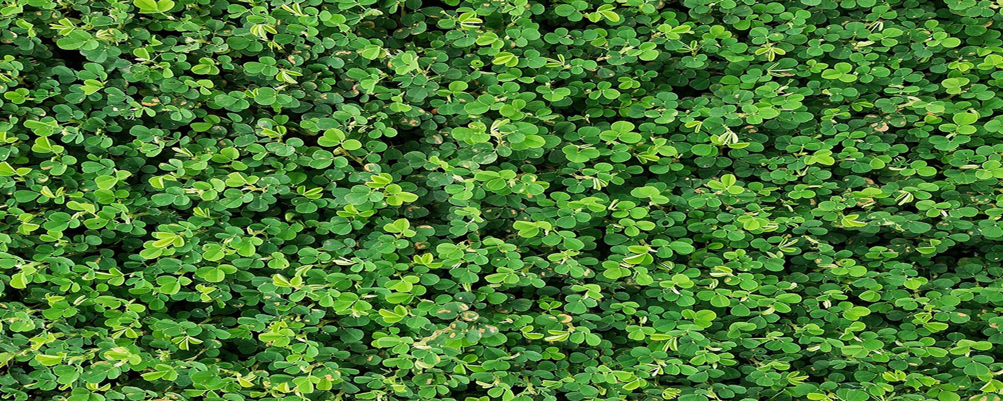 Lucky Shamrocks