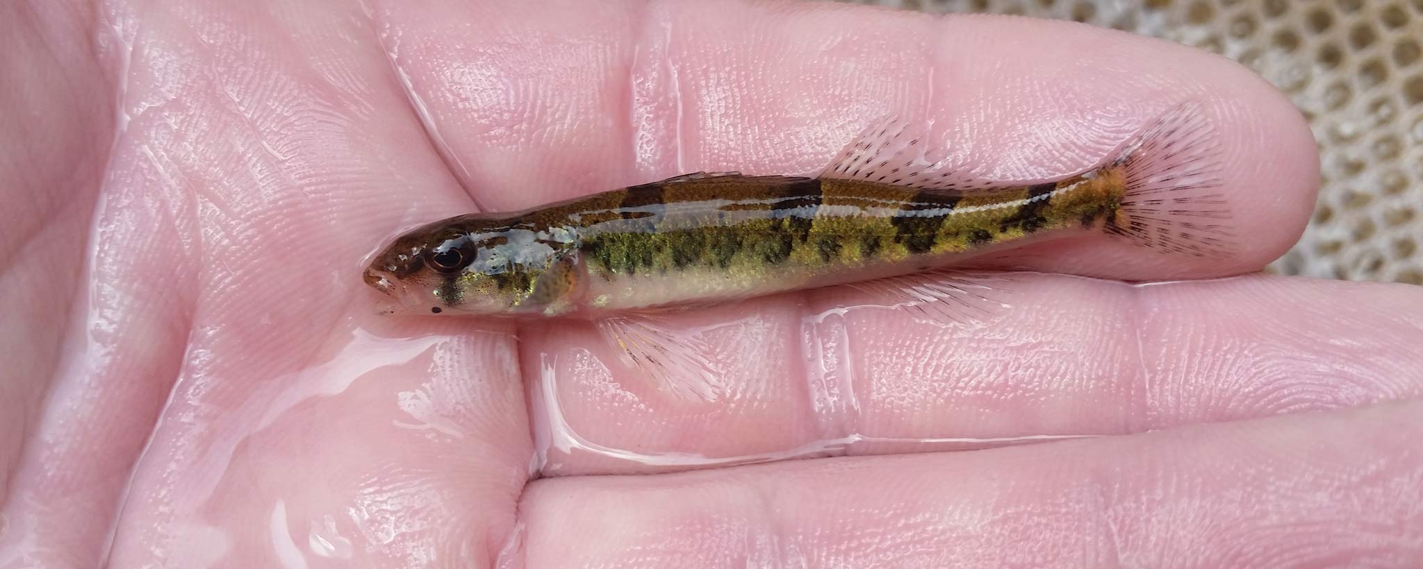 Snail Darter