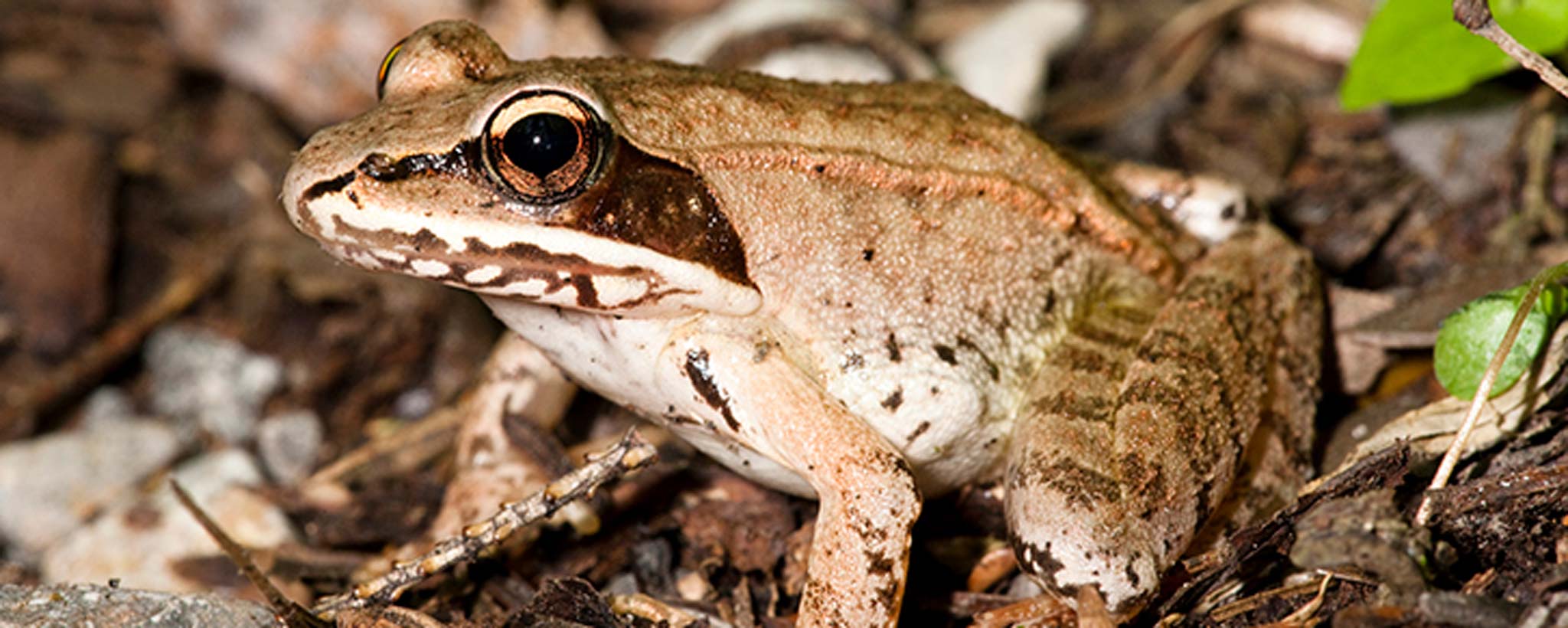 Wood Frog