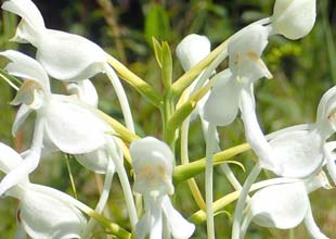 Rare Orchids