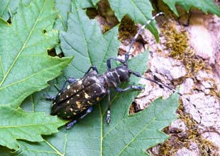 Asian Beetle