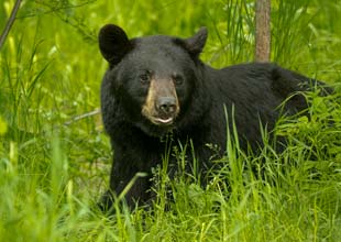 Picture of a bear