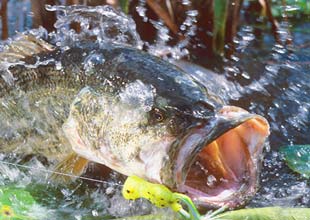 Big Bass