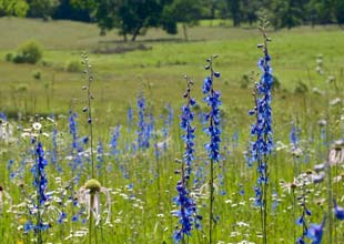 Grassland