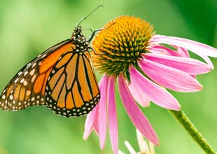 Butterfly on a flower