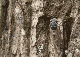Cicada