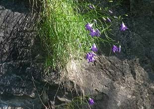 close up image of the common harebell growing on the bluff cropped