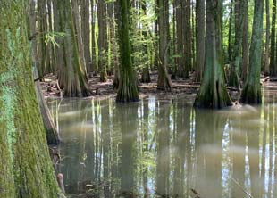 Cypress trees