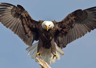 Bald eagle