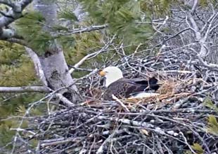 Eagle hatching eggs