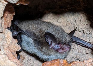 Northern long-eared bat
