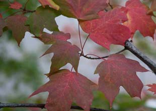 Fall leaves