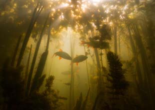 Fish under water