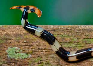 Hammerhead worm