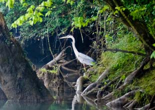 Heron on a shoreline
