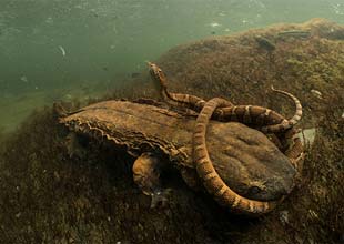 aquatic species