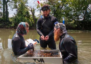 mussel survey