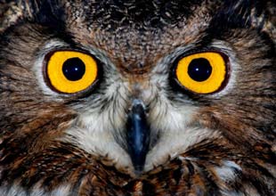 Owl
