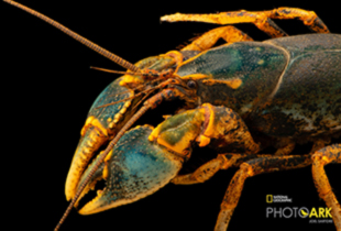 Linear Cobalt Crayfish