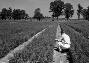 Man planting seeds in 1960s