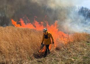 prescribed fire