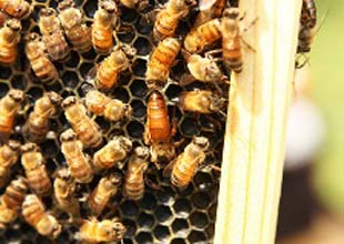 Queen Bee
