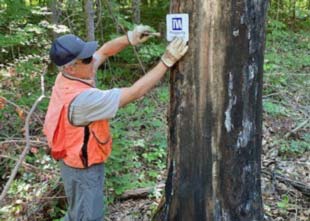 TVA employee installing a tree encroachment sign