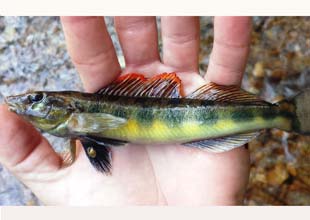 Tennessee Logperch Fish