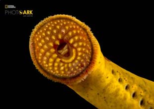 Picture of a rare Species captured by Joel Sartore