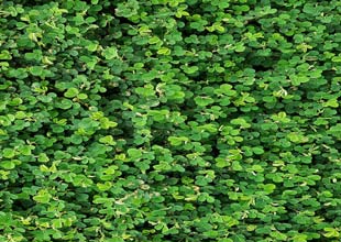 Lucky Shamrocks