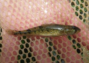 Snail Darter