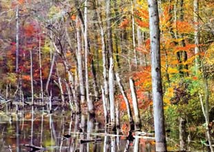 Colorful Autumn