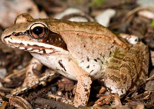 Wood Frog