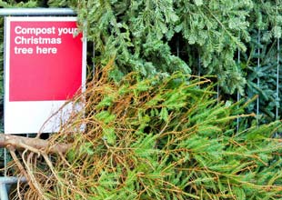Composting the Christmas tree