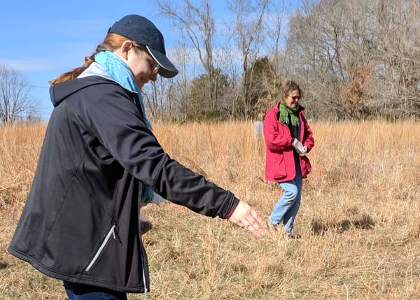 Volunteers are involved in restoring grasslands