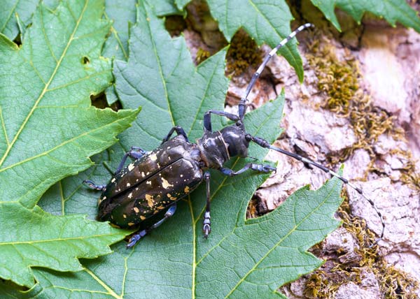 Asian Beetle